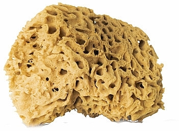 Natural Sponge, brown, 12,5 cm - Hhuumm 01F Natural Sponge — photo N6