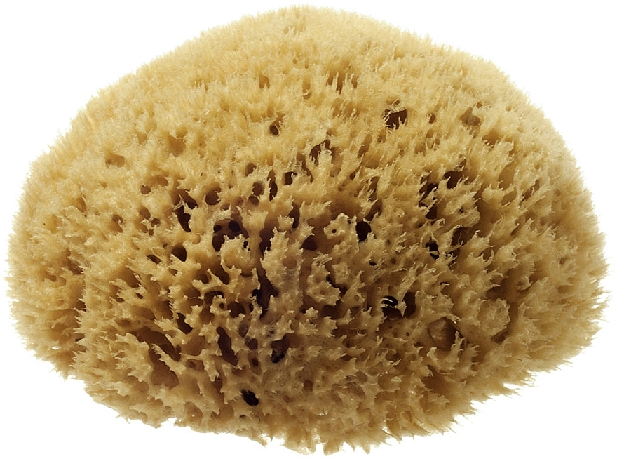 Natural Sea Sponge Honeycomb Sea Sponge', 7.62 cm - Hydrea London — photo N4