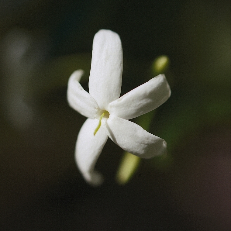 Chloé Nomade Naturelle - Eau de Parfum — photo N3