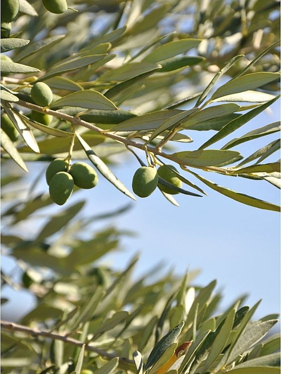 Olive Squalane Oil - SkinDivision 100% Pure Olive Squalane — photo N5