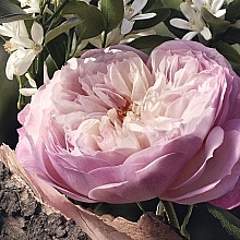 Chloé Rose Naturelle - Eau de Parfum — photo N6