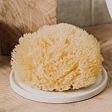 Natural Sea Sponge Honeycomb Sea Sponge', 7.62 cm - Hydrea London — photo N12