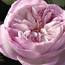 Chloé Rose Naturelle Intense - Eau de Parfum — photo N6