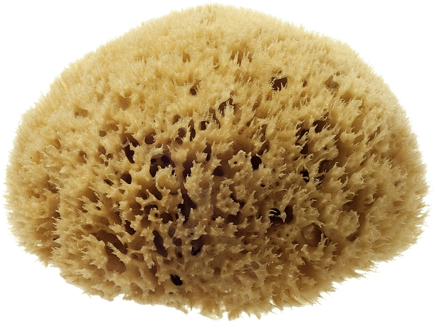 Natural Sea Sponge Honeycomb Sea Sponge', 6.35 cm - Hydrea London — photo N1