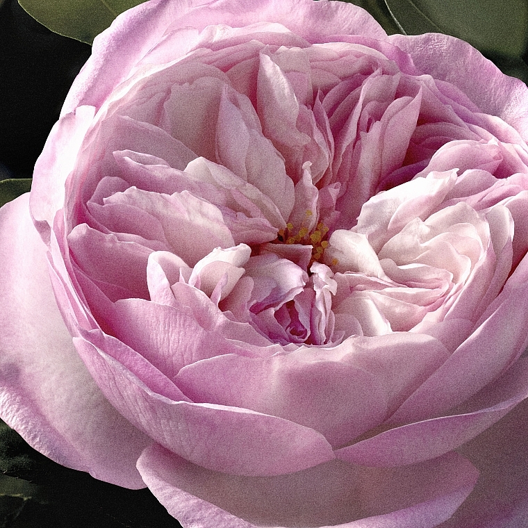 Chloé Rose Naturelle Intense - Eau de Parfum — photo N6
